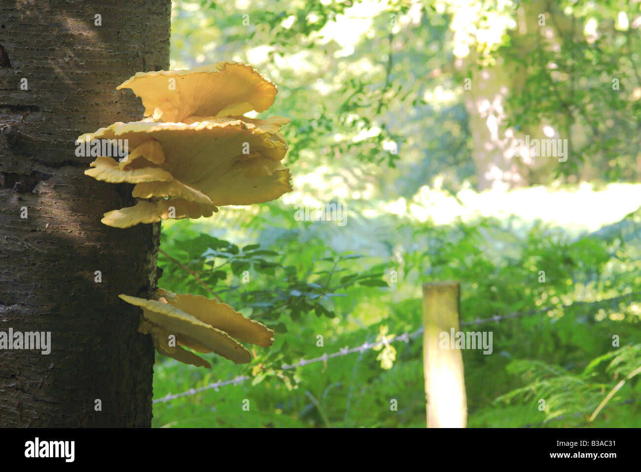 Sulphur Polypore / Chicken of the Woods, (Laetiporus sulphureus) Stock Photo