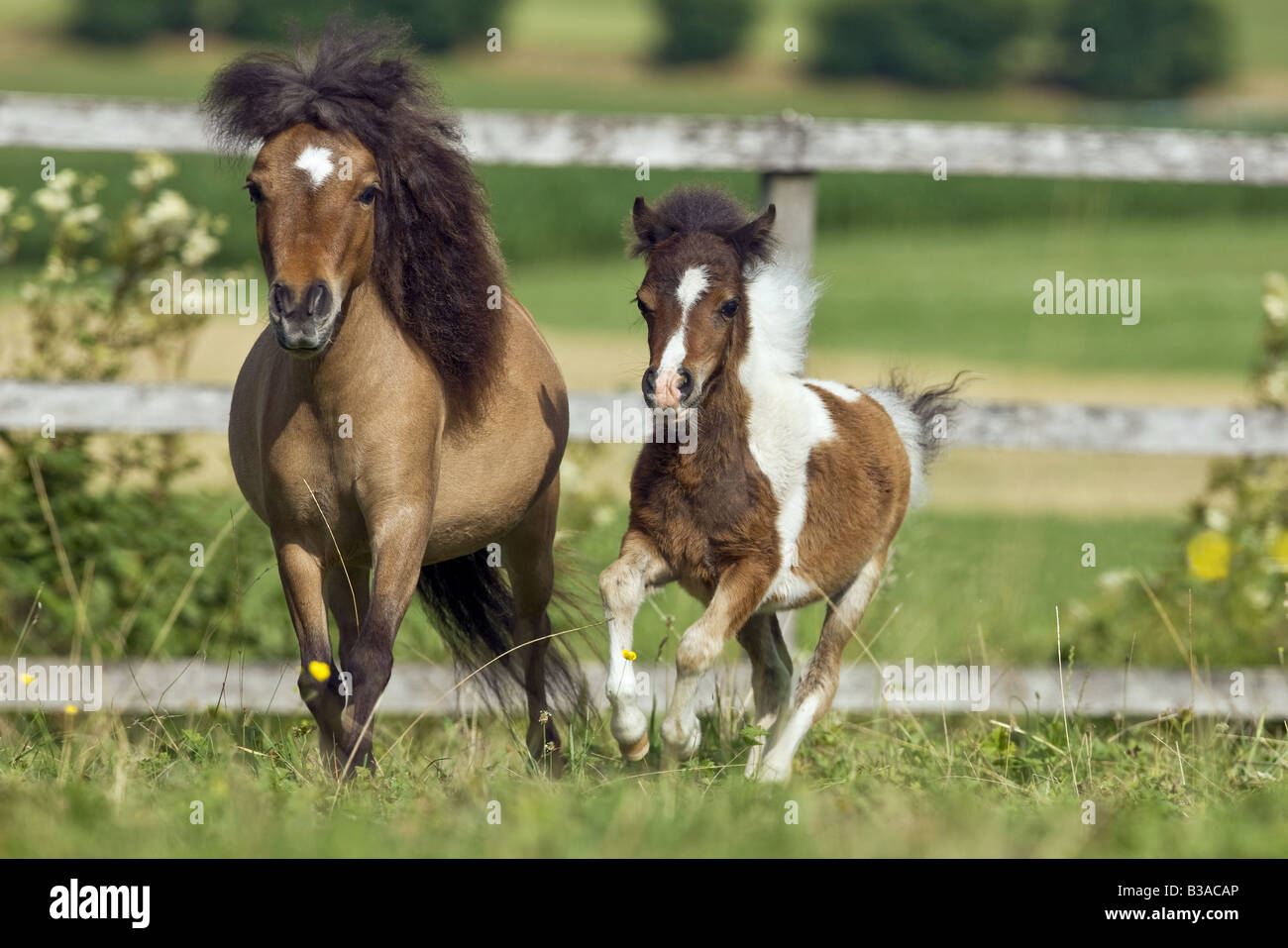 American miniature horse foal hires stock photography and images Alamy