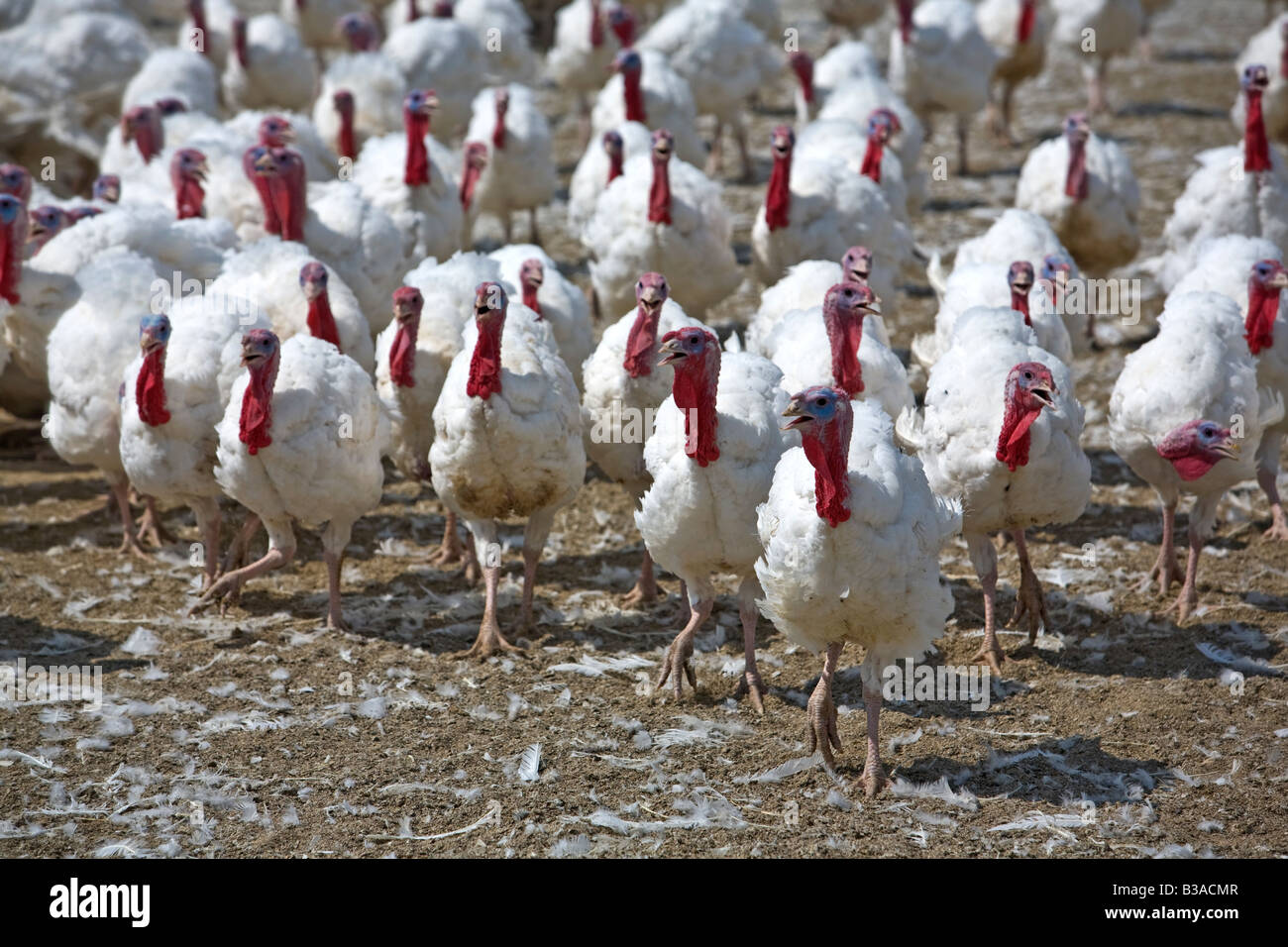 Domestic turkey farm in central Utah. Large flock of white turkeys