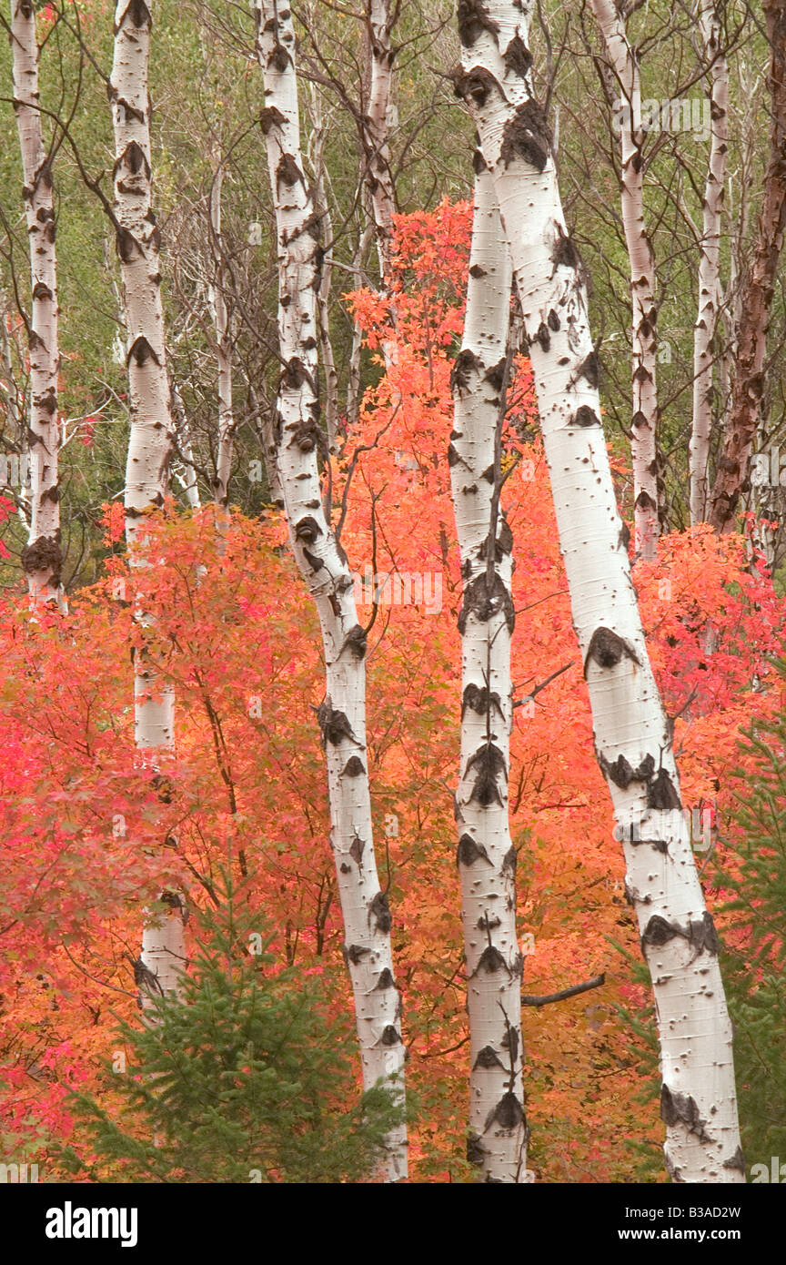 Stand of White Bark Trees in Autumn with turning red orange yellow leaves Cottonwood Aspen Tree