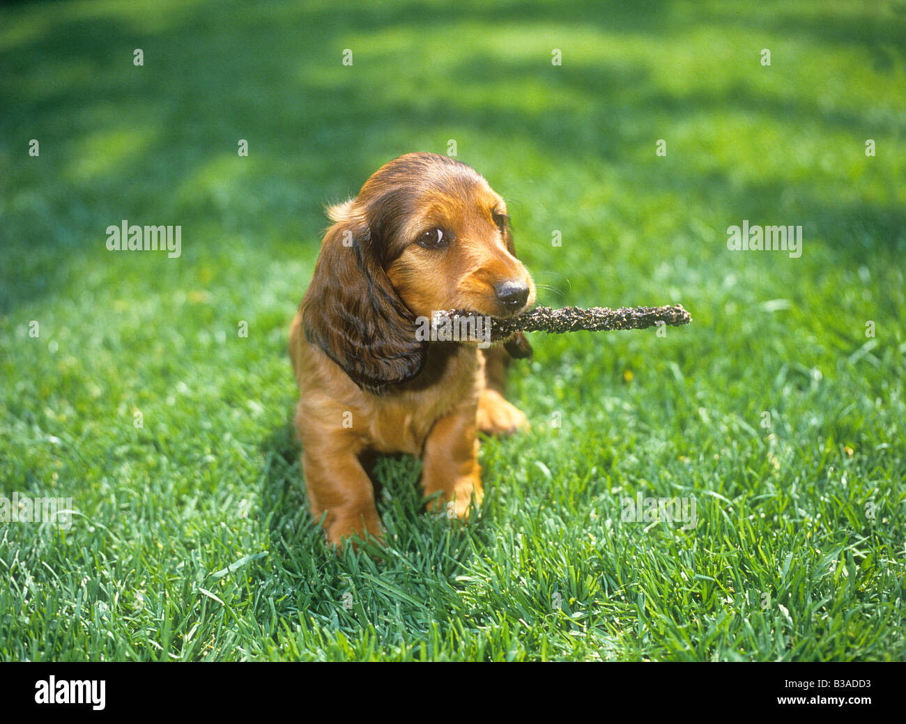 longhaired dachshund puppy with stick in muzzle Stock Photo