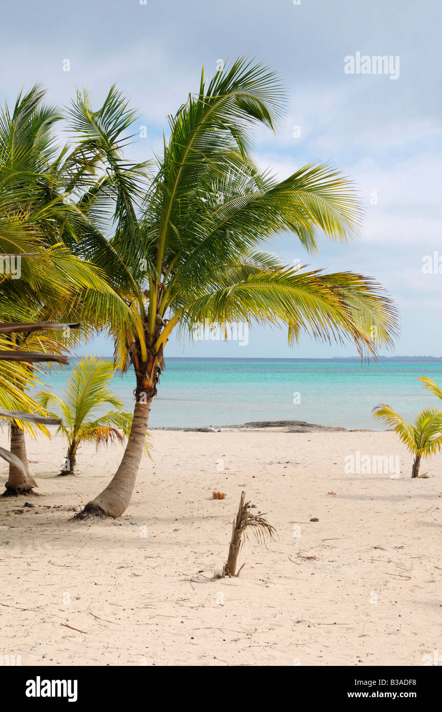 A view of tropical beach with coconut palm trees Stock Photo - Alamy