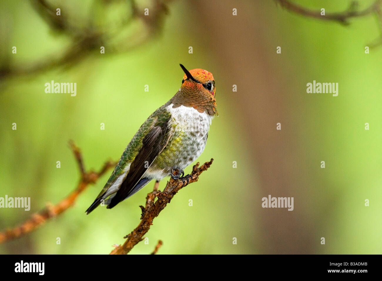 Anna's Hummingbird Calypte anna Stock Photo