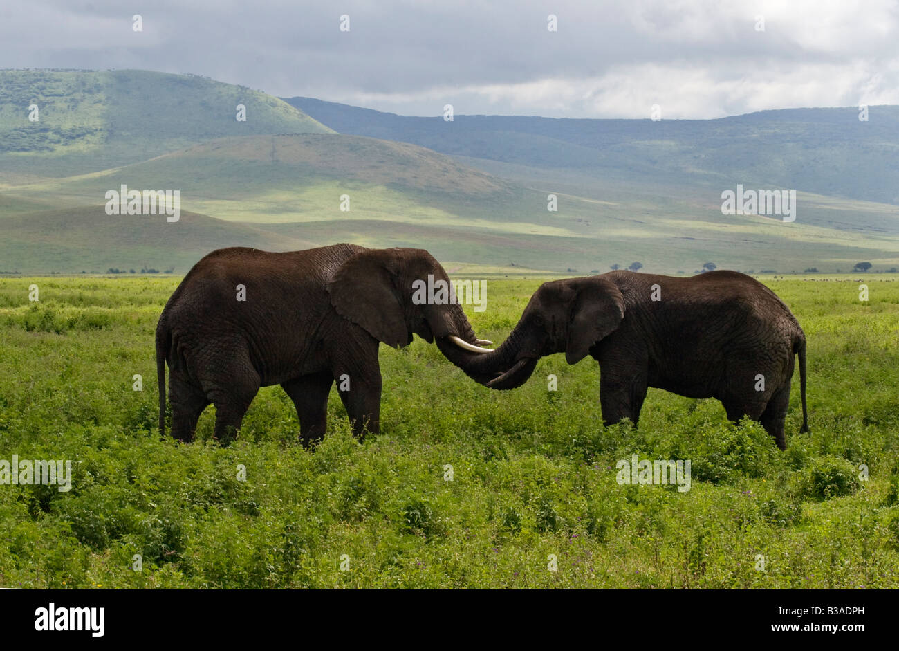 Two ELEPHANTS Loxodonta africana show affection by touching each other with their trunks NGORONGORO CRATER TANZANIA Stock Photo