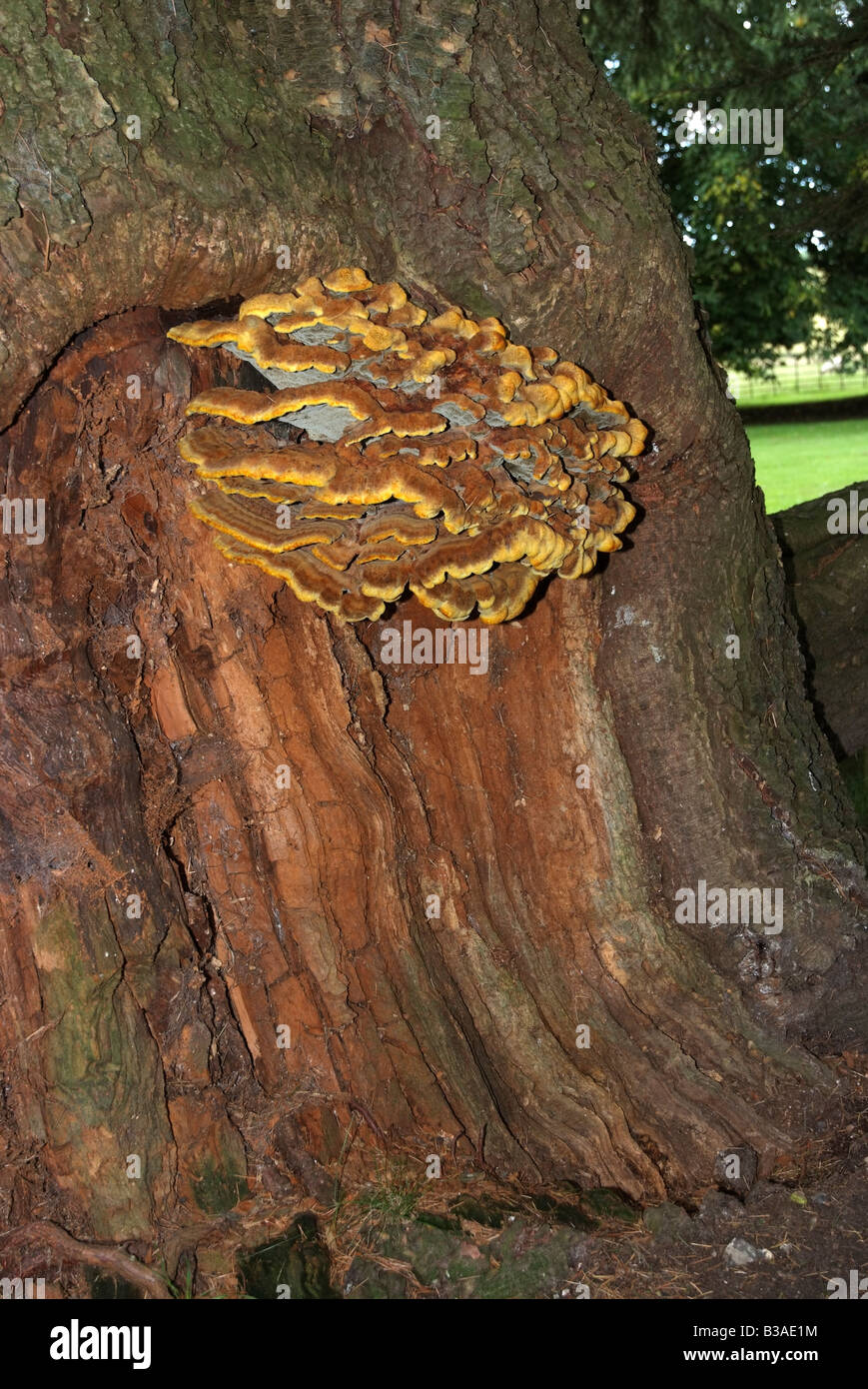 Fungi growing on Deodar Cedar Tree English countryside woodland site UK Stock Photo