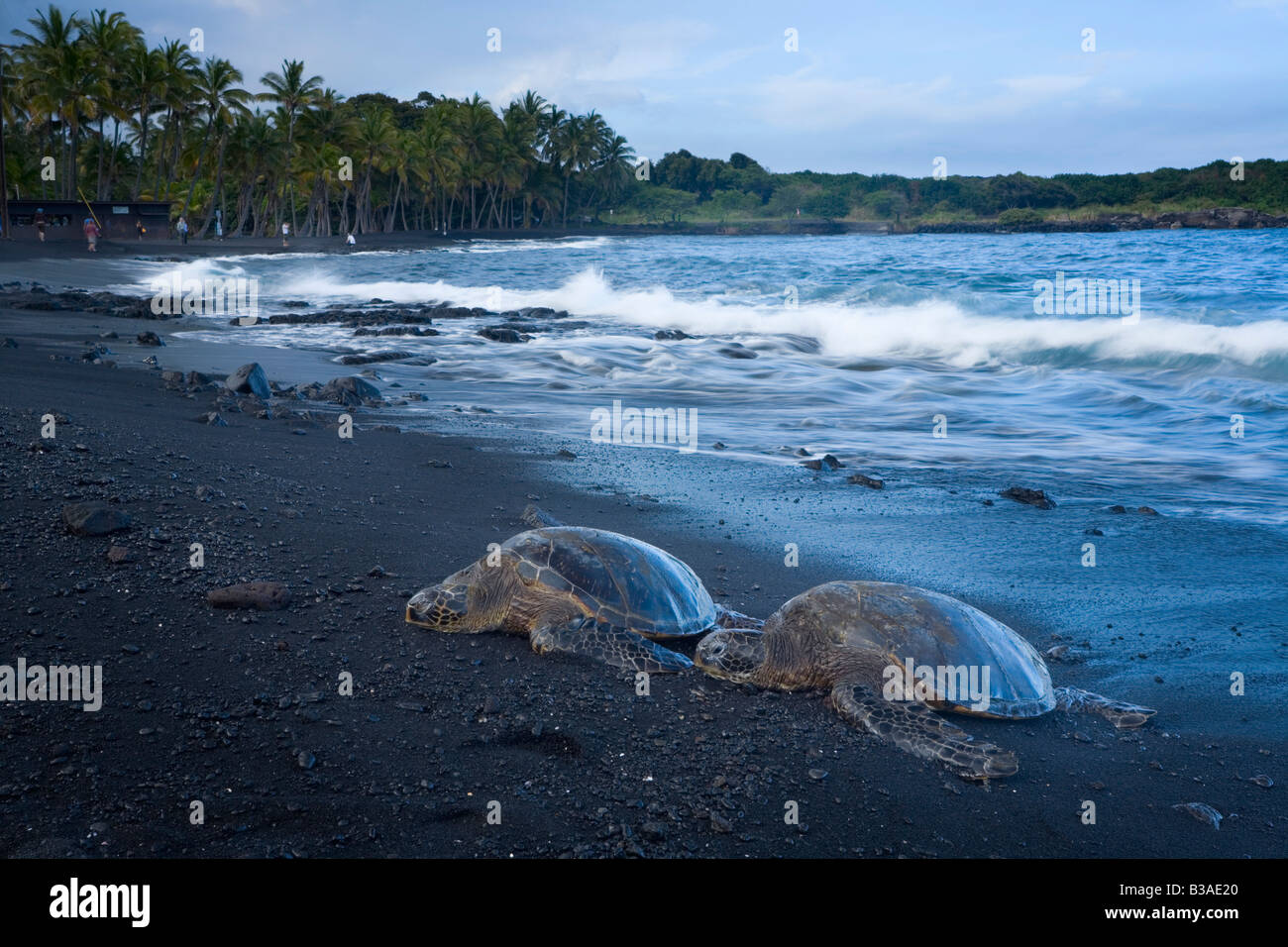 Green Sea Turtles Chelonia mydas on Punalu'u Beach Big Island Hawaii USA Stock Photo