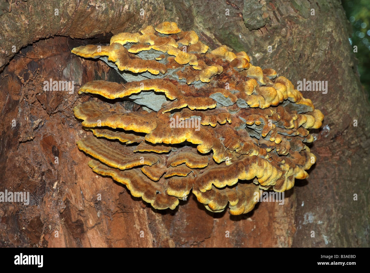 Fungi growing on Deodar Cedar Tree English countryside woodland site UK Stock Photo