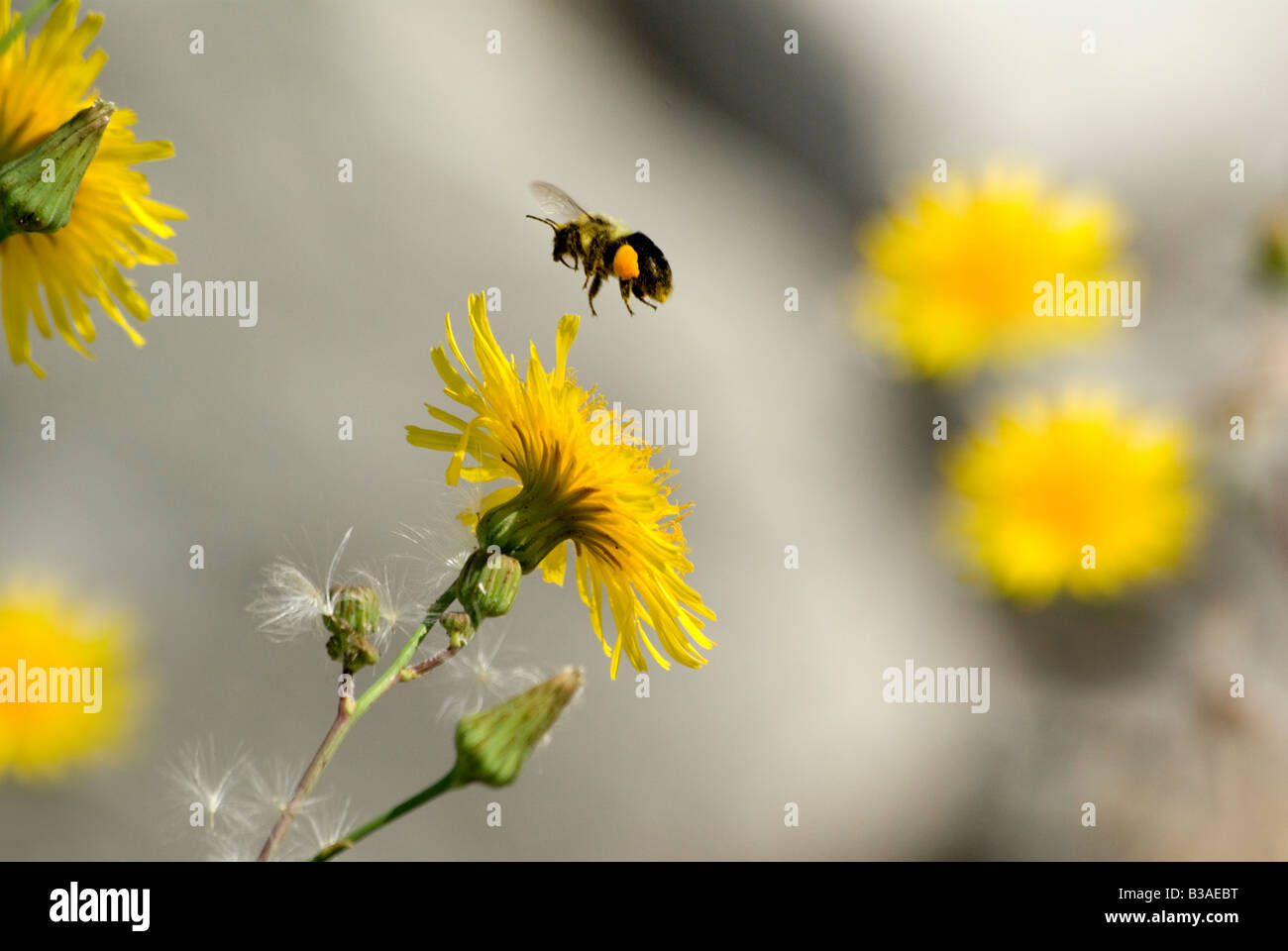 Bumblebee with full pollen basket in flight over Canada Hawkweed Stock