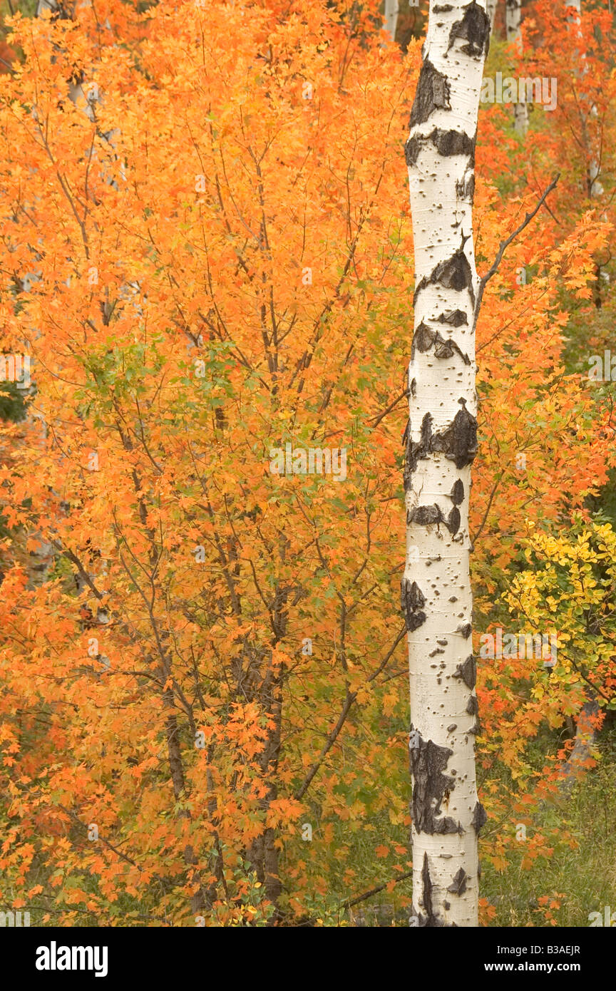 Stand of White Bark Trees in Autumn with turning red orange yellow leaves Cottonwood Aspen Tree