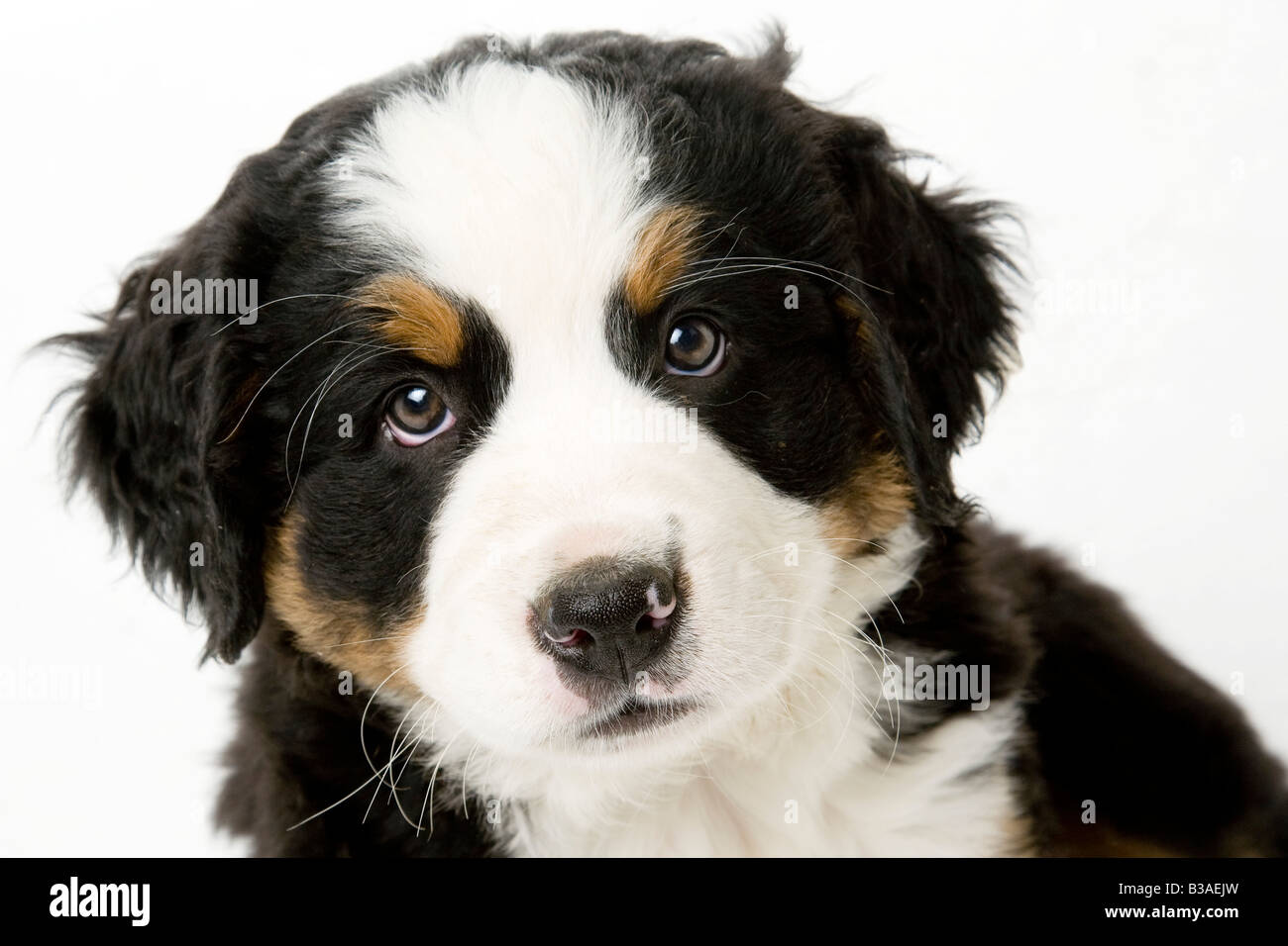 Bernese Mountain Dog puppy Stock Photo - Alamy