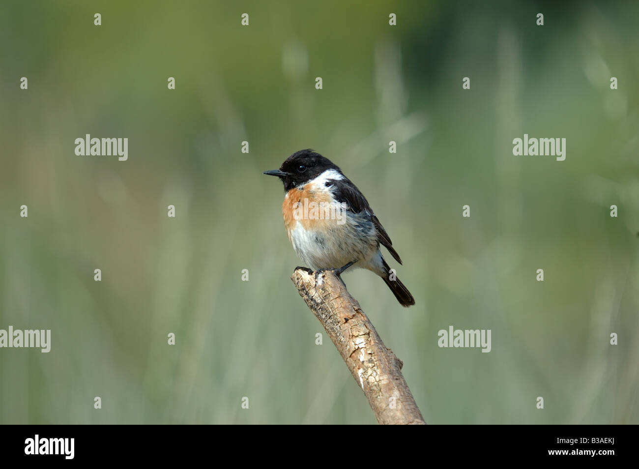 a photograph of a bird Stock Photo - Alamy
