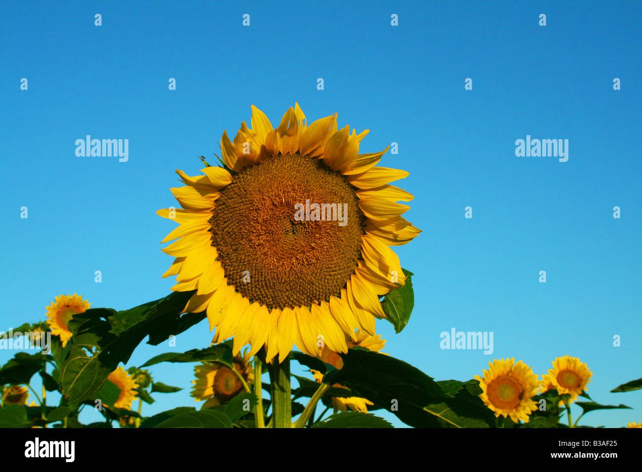 Sunflower farm, early morning, E USA, by Dembinsky Photo Assoc Stock Photo