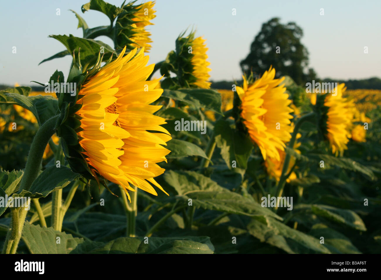 Sunflower farm, early morning, E USA, by Dembinsky Photo Assoc Stock