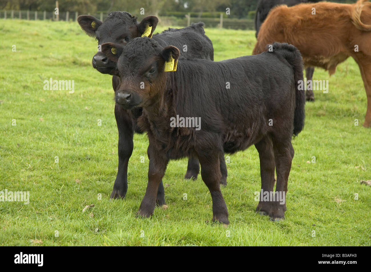 A landscape orientated picture of two rare breed Dexter calves in a meadow Stock Photo