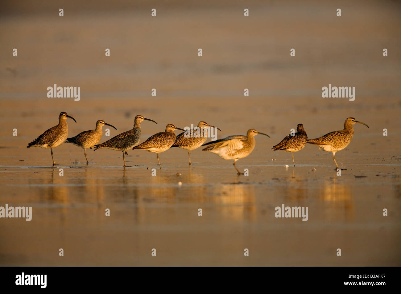 Whimbrel - Numenius phaeopus - Whimbrels  roosting on sandy beach in warm light Stock Photo