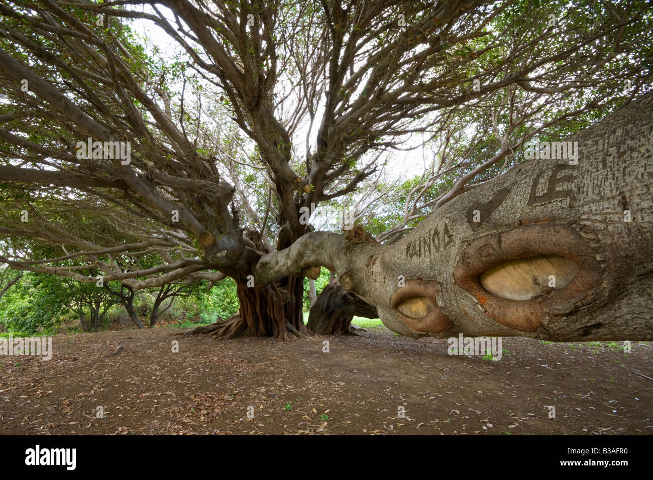 Graffiti carved on branch of a tree Hawaii USA Stock Photo