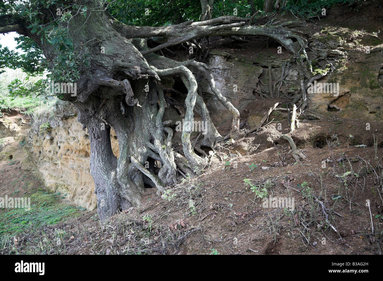Mechanical Weathering Plants