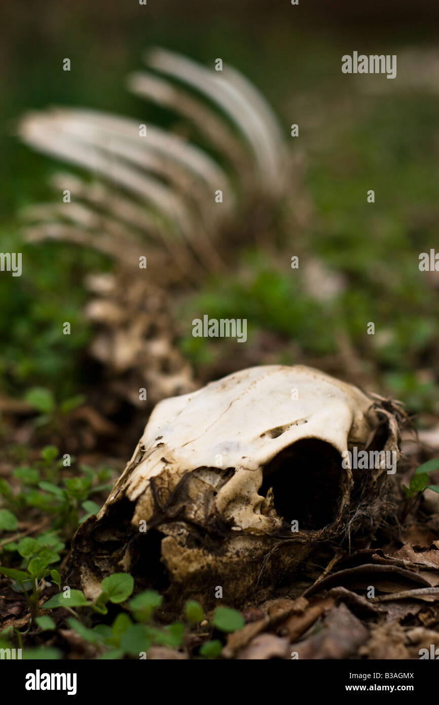 Skeletal remains of an infant deer with skull and ribs visible. Deer skeleton in Chester county, Pennsylvania. Stock Photo
