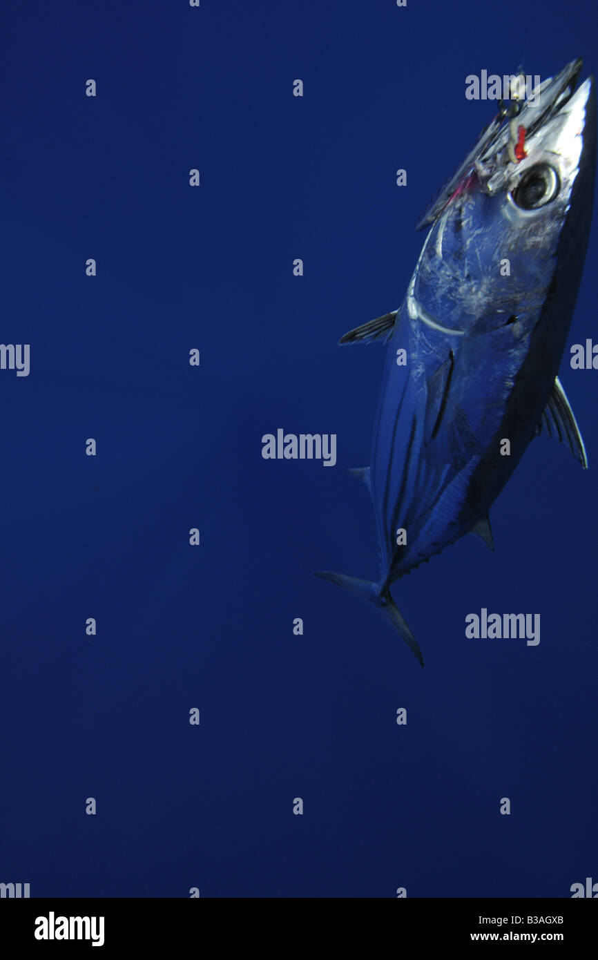 Skipjack tuna hooked in fishing line Katsuwonus pelamis Kailua Kona Hawaii Stock Photo