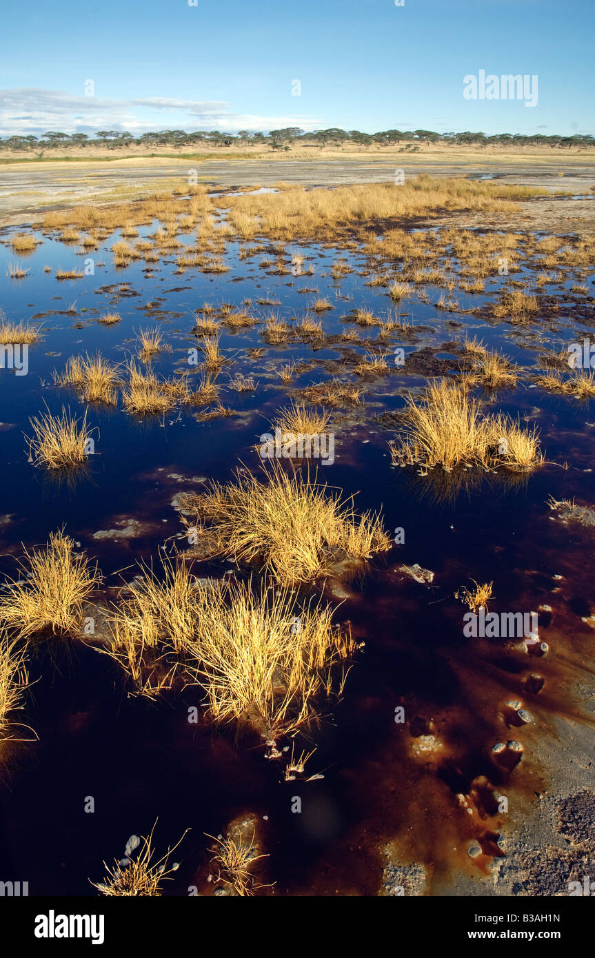 During the rainy season tannin rich water runs out of the Big Marsh into the Ndutu