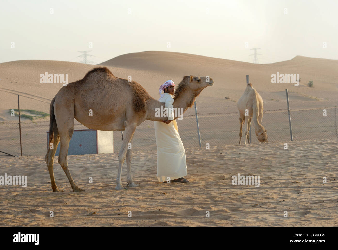 Arabian cameleer and his camles in the desert, Dubai. Stock Photo