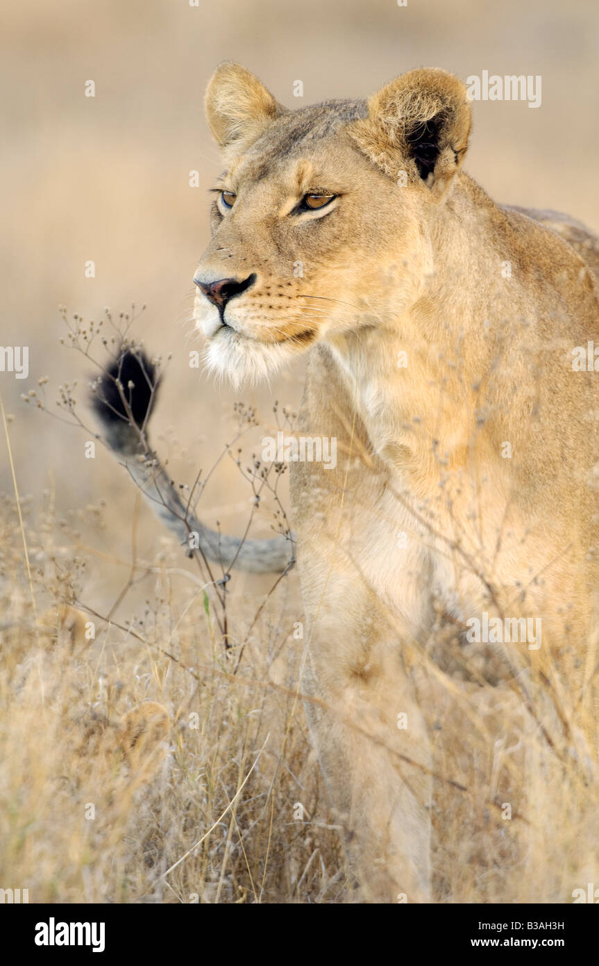 Portrait of a lioness searching the plains for prey, Panthera leo, at Ndutu, Ngorongoro, Tanzania Stock Photo