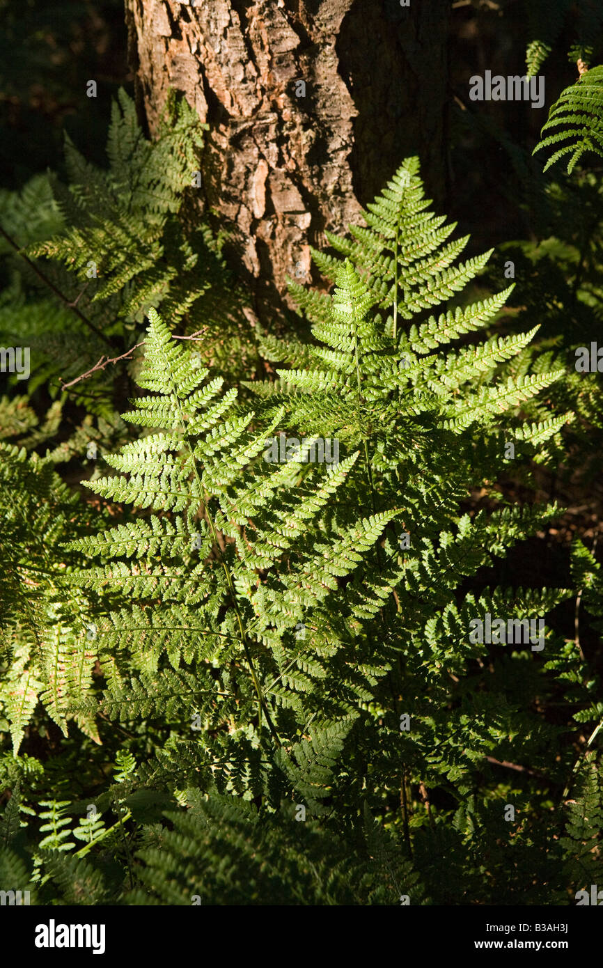 UK Cheshire Delamere Forest Park bracken growing at base of tree Stock Photo