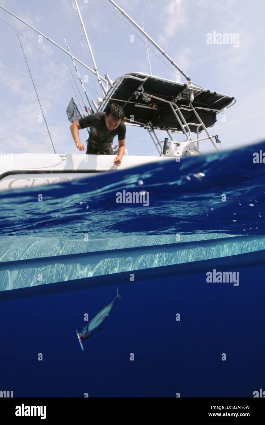 Fisherman pulls skipjack tuna hooked in fishing line Katsuwonus pelamis