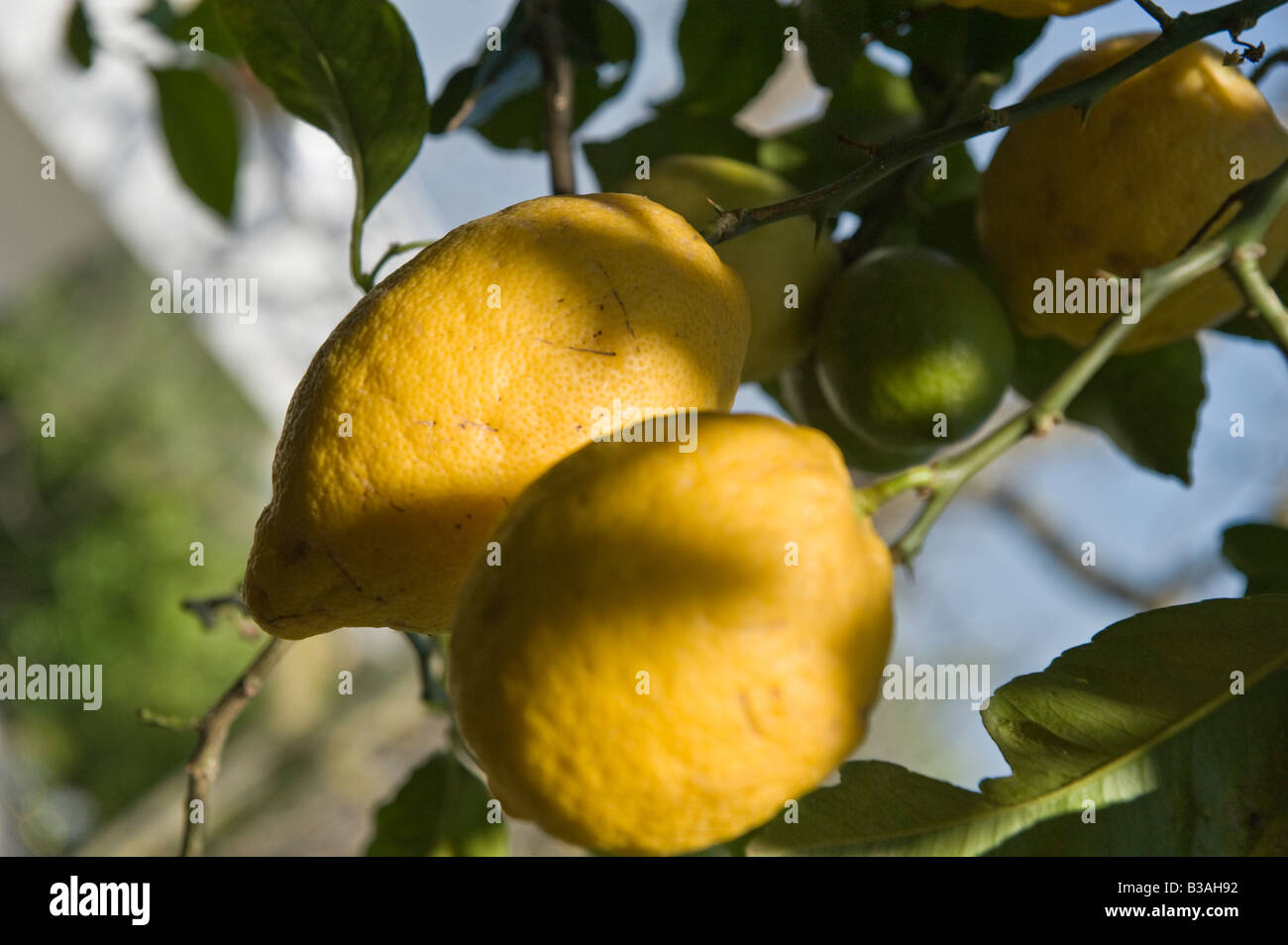 Sorrento lemon tree hi-res stock photography and images - Alamy