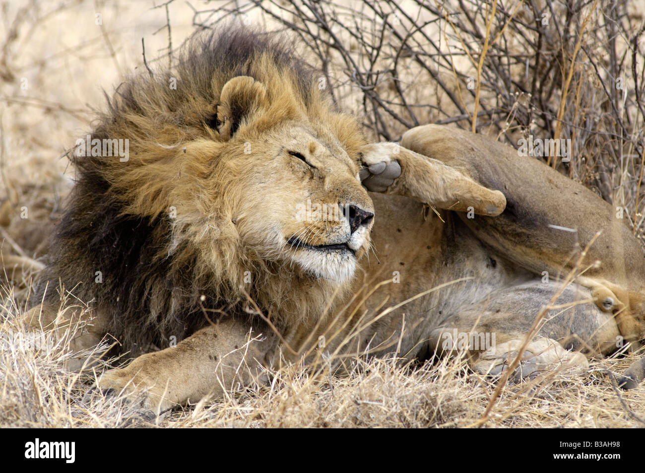 Male lion Panthera leo resting scratches its head - lions typically spend 20-21 hours a day resting, Ndutu, Ngorongoro, Tanzania Stock Photo
