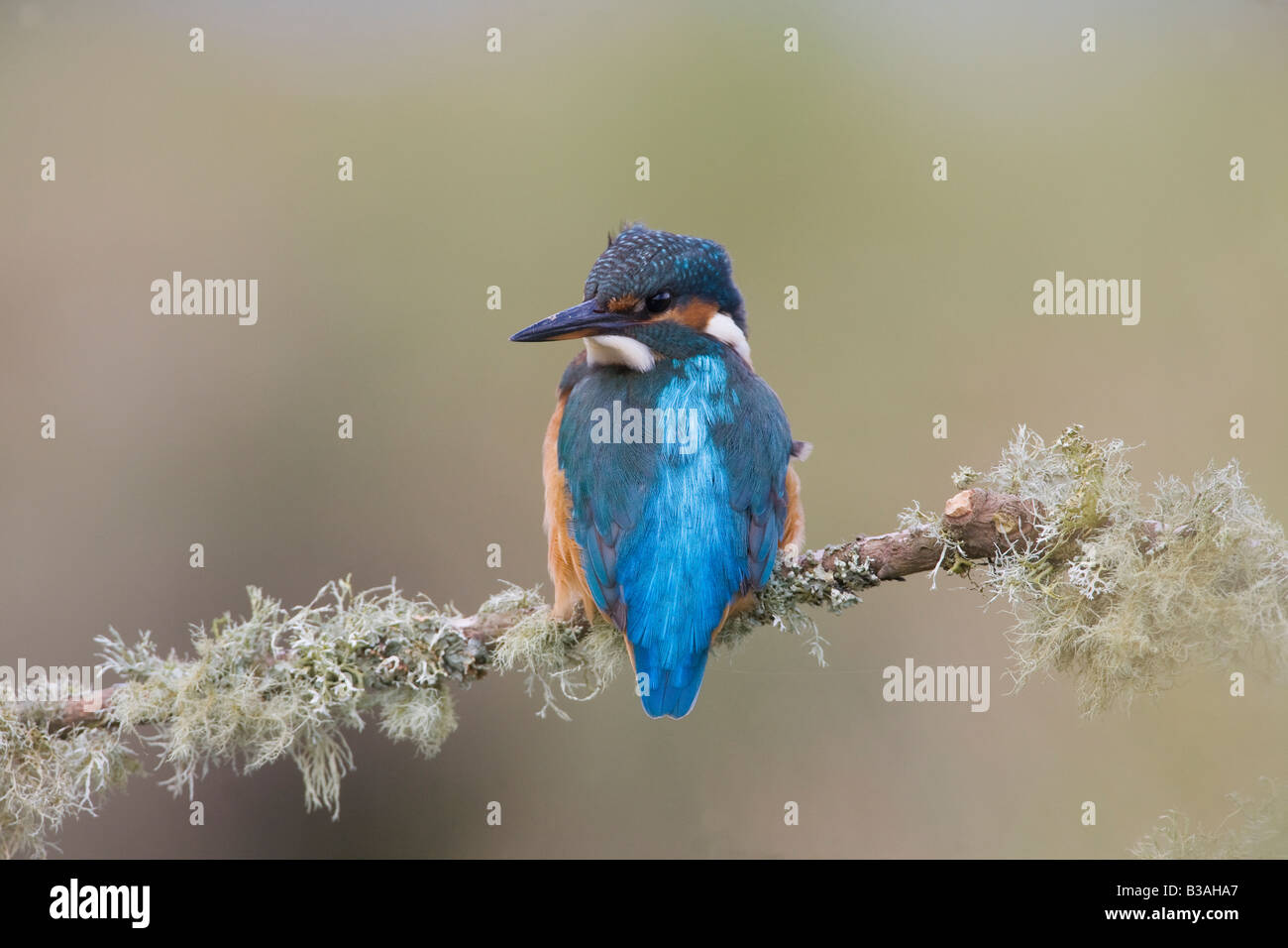 Alcedo Atthis kingfisher on lichen covered branch back to  camera looking to the left Stock Photo