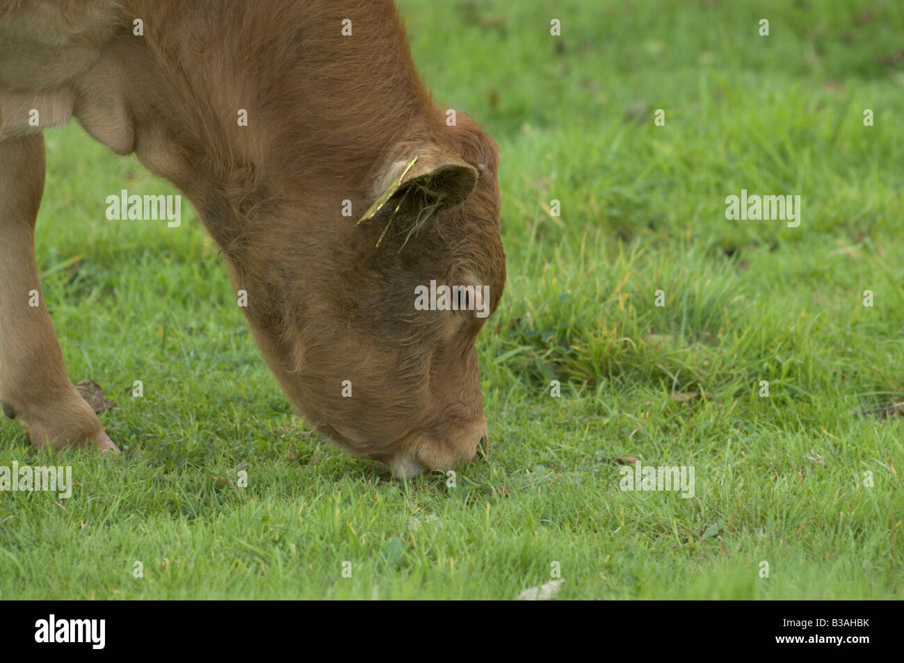 A landscape orientated close up of a rare breed, dun coloured Dexter cow grazing on green grass Stock Photo