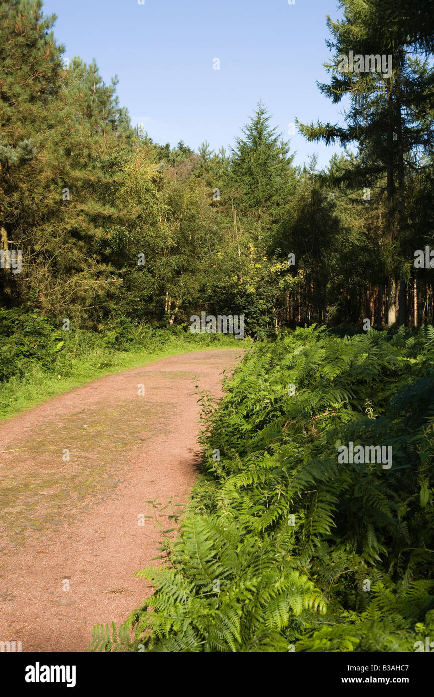 UK Cheshire Delamere Forest Park path through Forestry Commission woodland Stock Photo