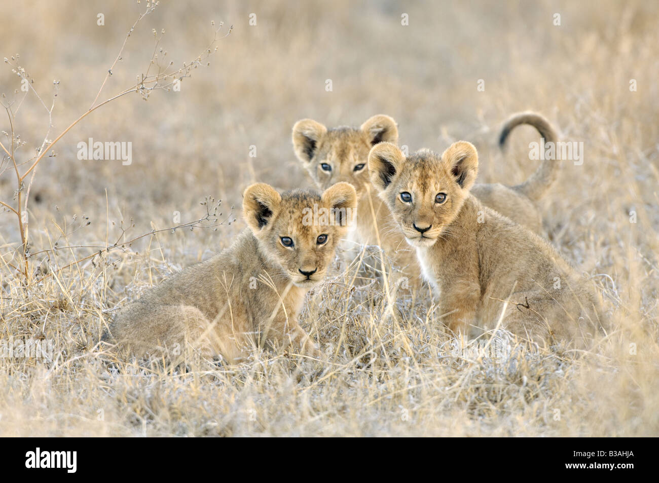 Three curious lion cubs watching, Panthera leo, Ndutu in Ngorongoro, Tanzania Stock Photo