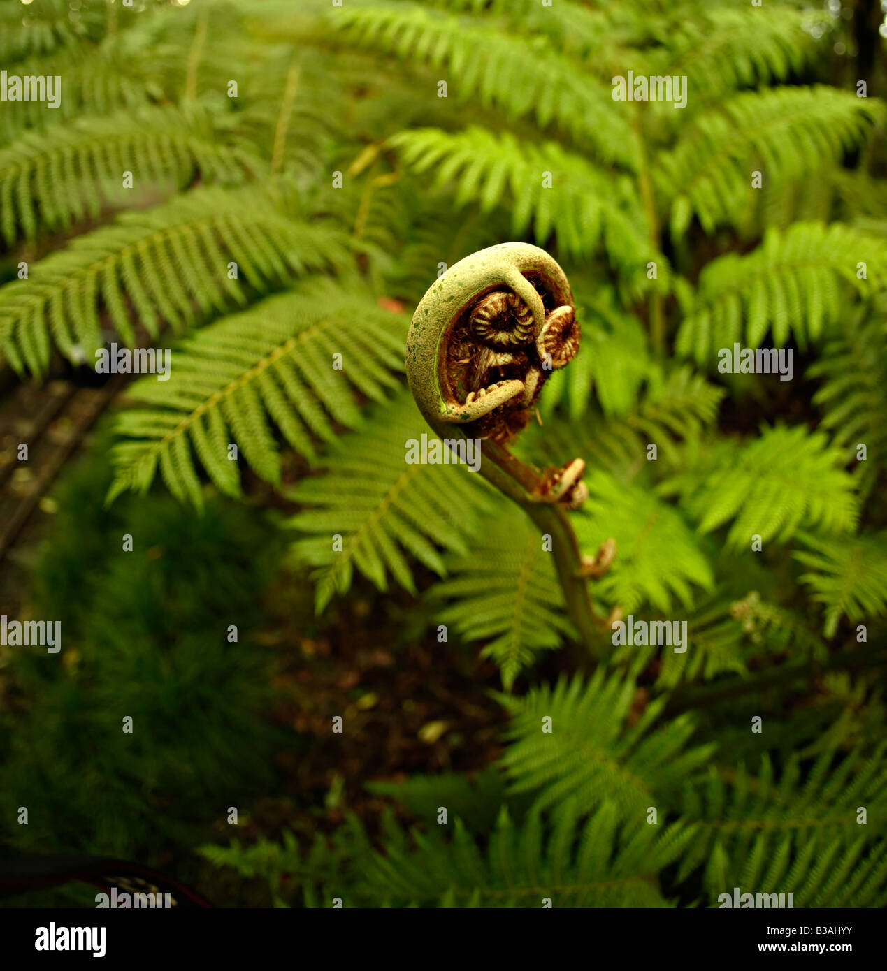 Fern New Zealand New frond unfurling in August southern hemisphere spring Stock Photo