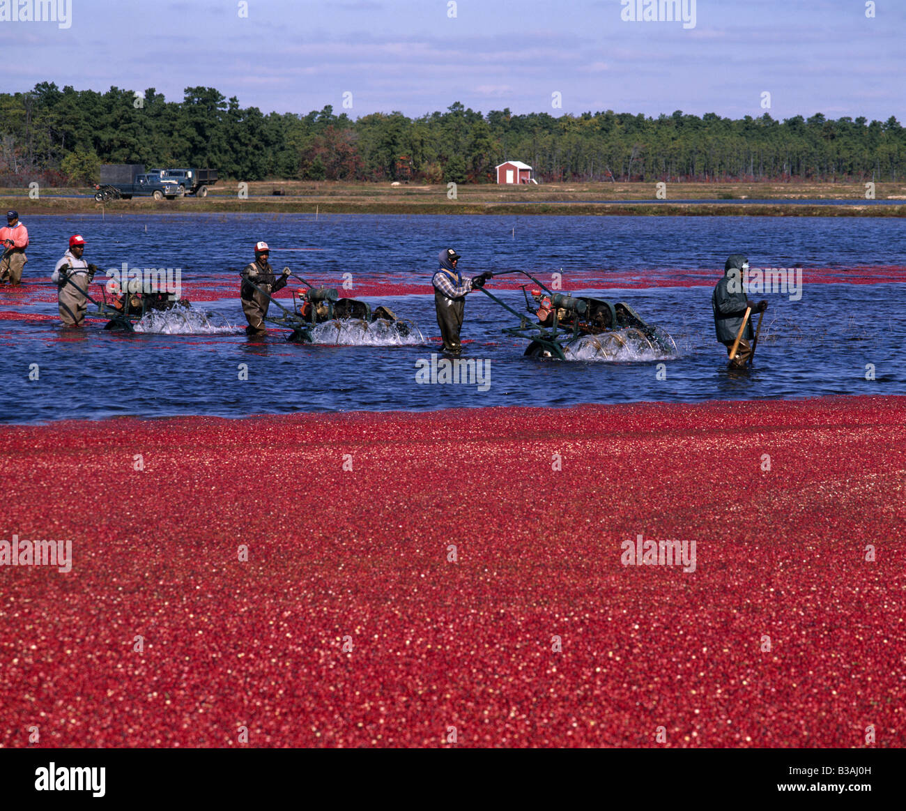 WORKERS LOOSENING THE RIPENED CRANBERRIES OFF PLANT USING WATER REEL OR