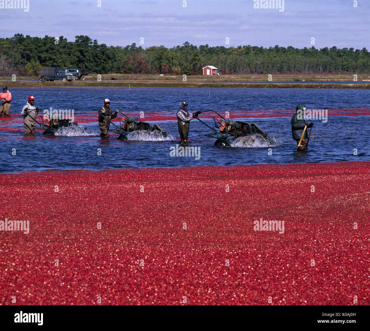 WORKERS LOOSENING THE RIPENED CRANBERRIES OFF PLANT USING WATER REEL OR EGG BEATERS / NEW JERSEY Stock Photo