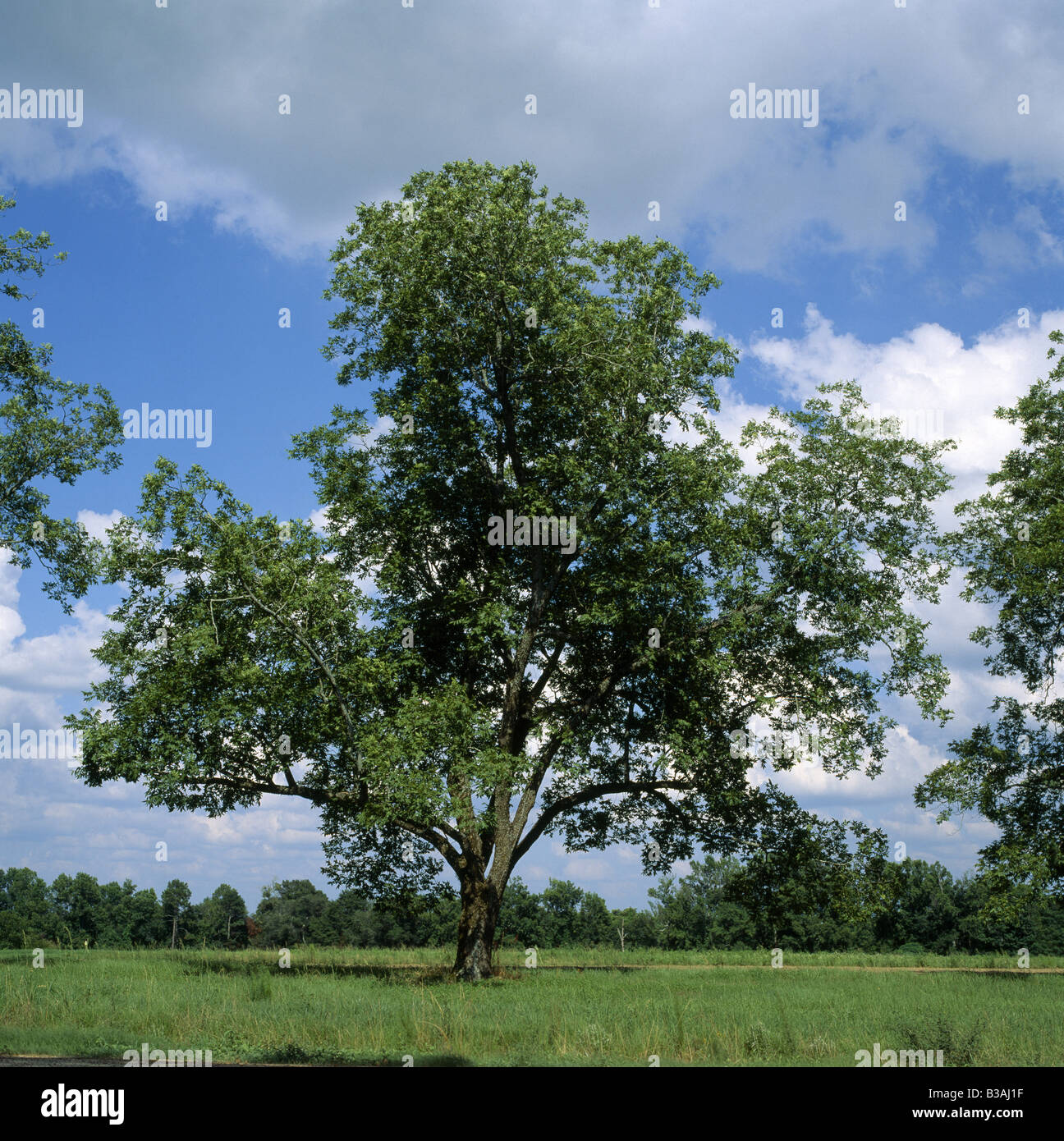 Mature pecan tree hires stock photography and images Alamy