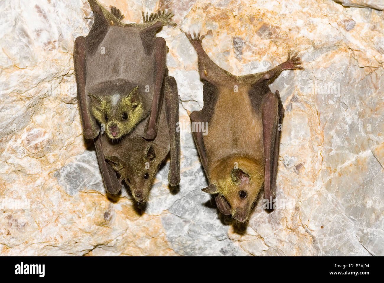 Lesser Long-nosed Bat Leptonycteris curasoae Stock Photo