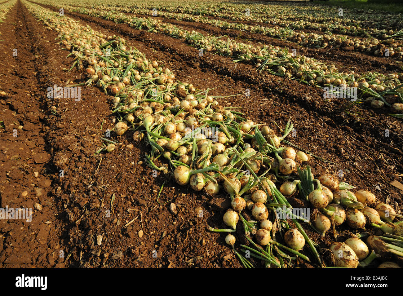 Onion crop hires stock photography and images Alamy