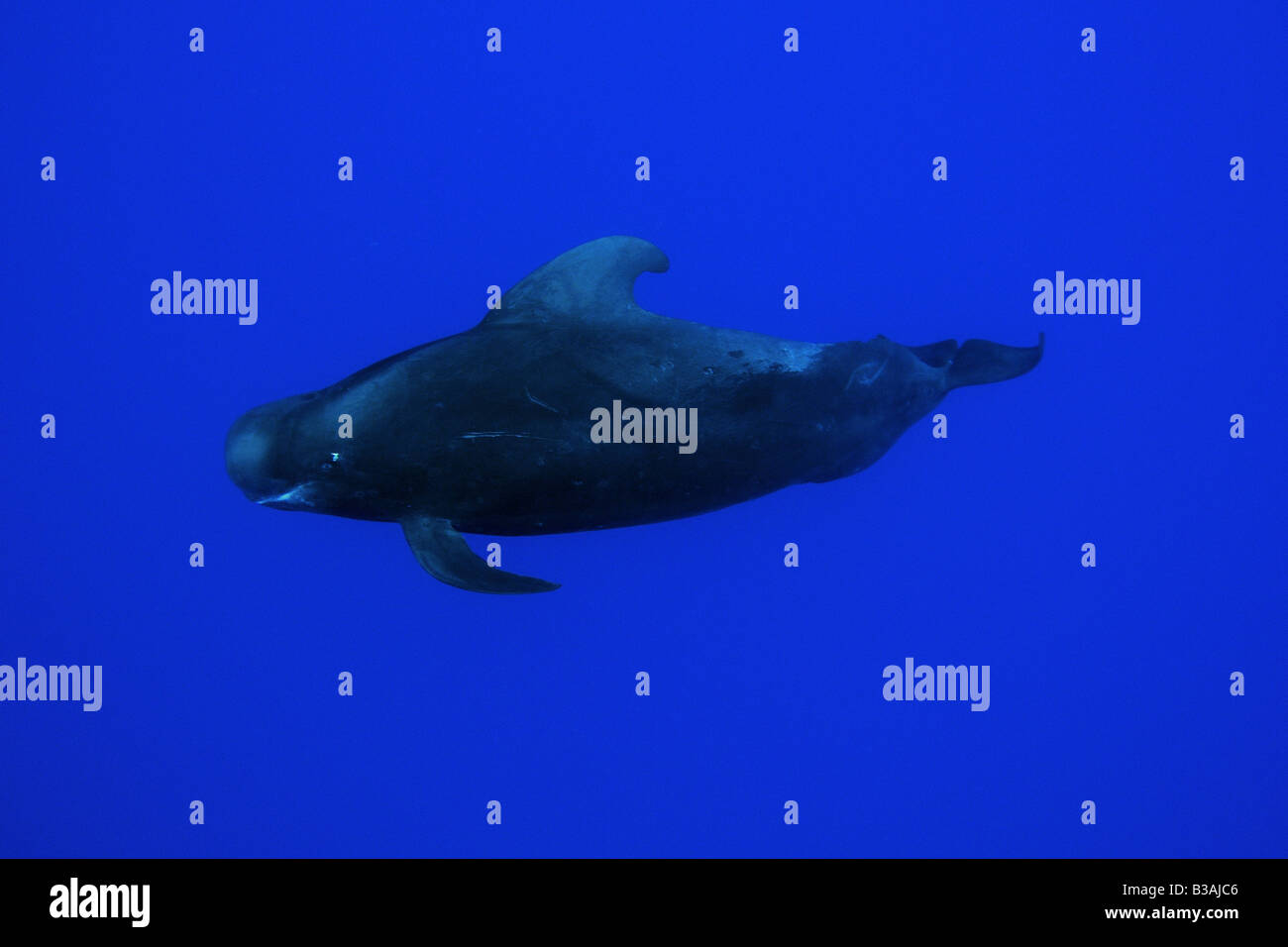 Short finned pilot whale Globicephala macrorhynchus Kailua Kona Hawaii USA Stock Photo