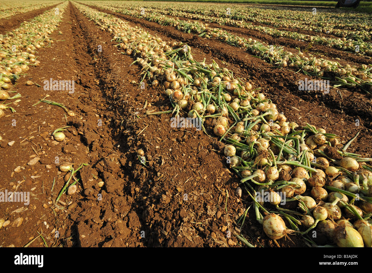 Onion agriculture field hi-res stock photography and images - Alamy