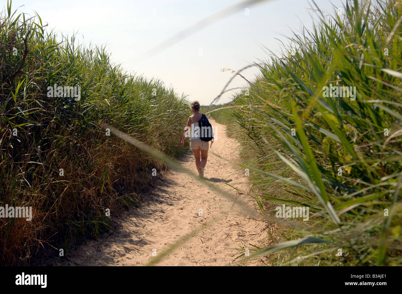 woman female walking amongst the reed beds at Minsmere Nature Reserve in Suffolk  Uk Stock Photo