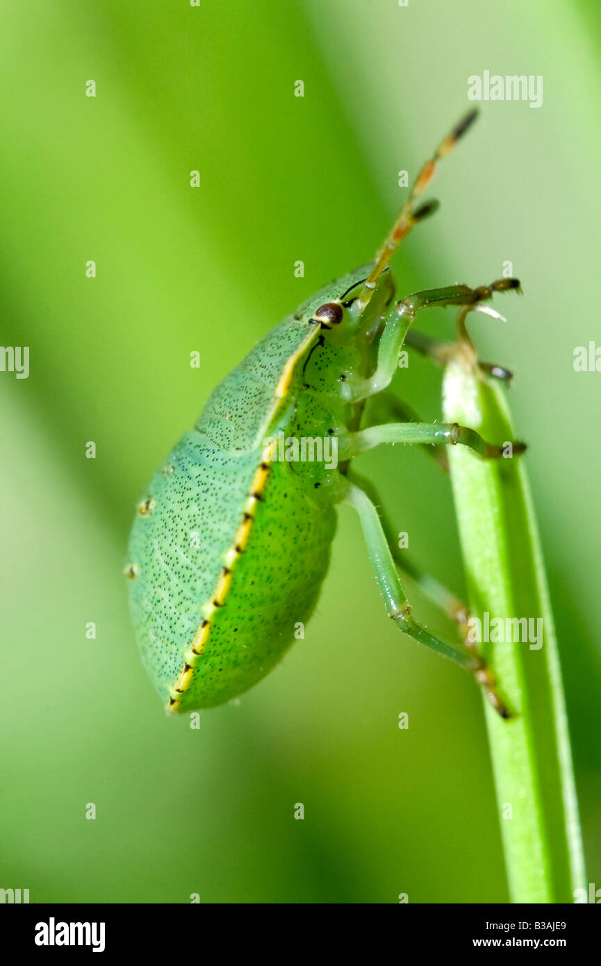Green Shield Bug (Palomena prasina) resting on grass stem Stock Photo
