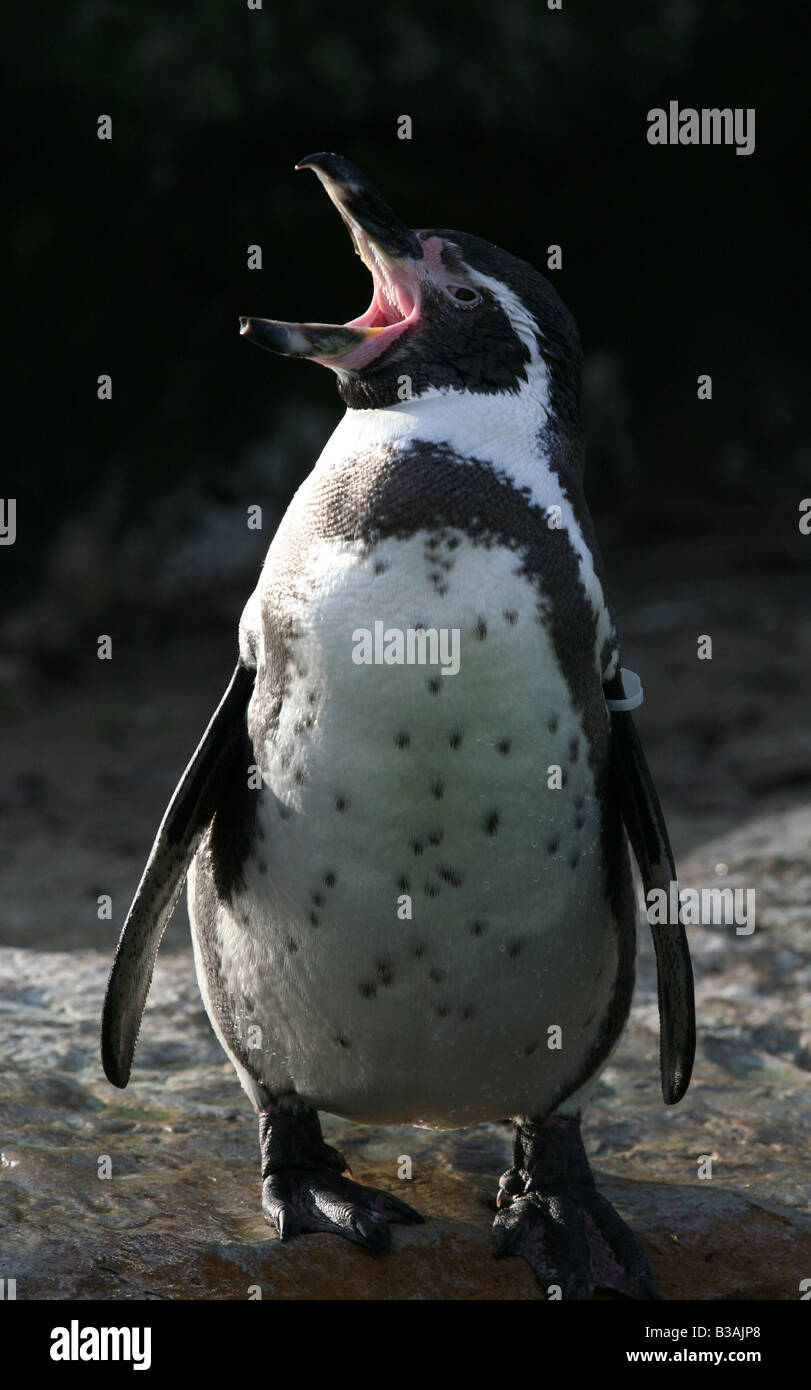 Humboldt penguin (Spheniscus humboldti) at Berlin Zoo, Germany Stock Photo