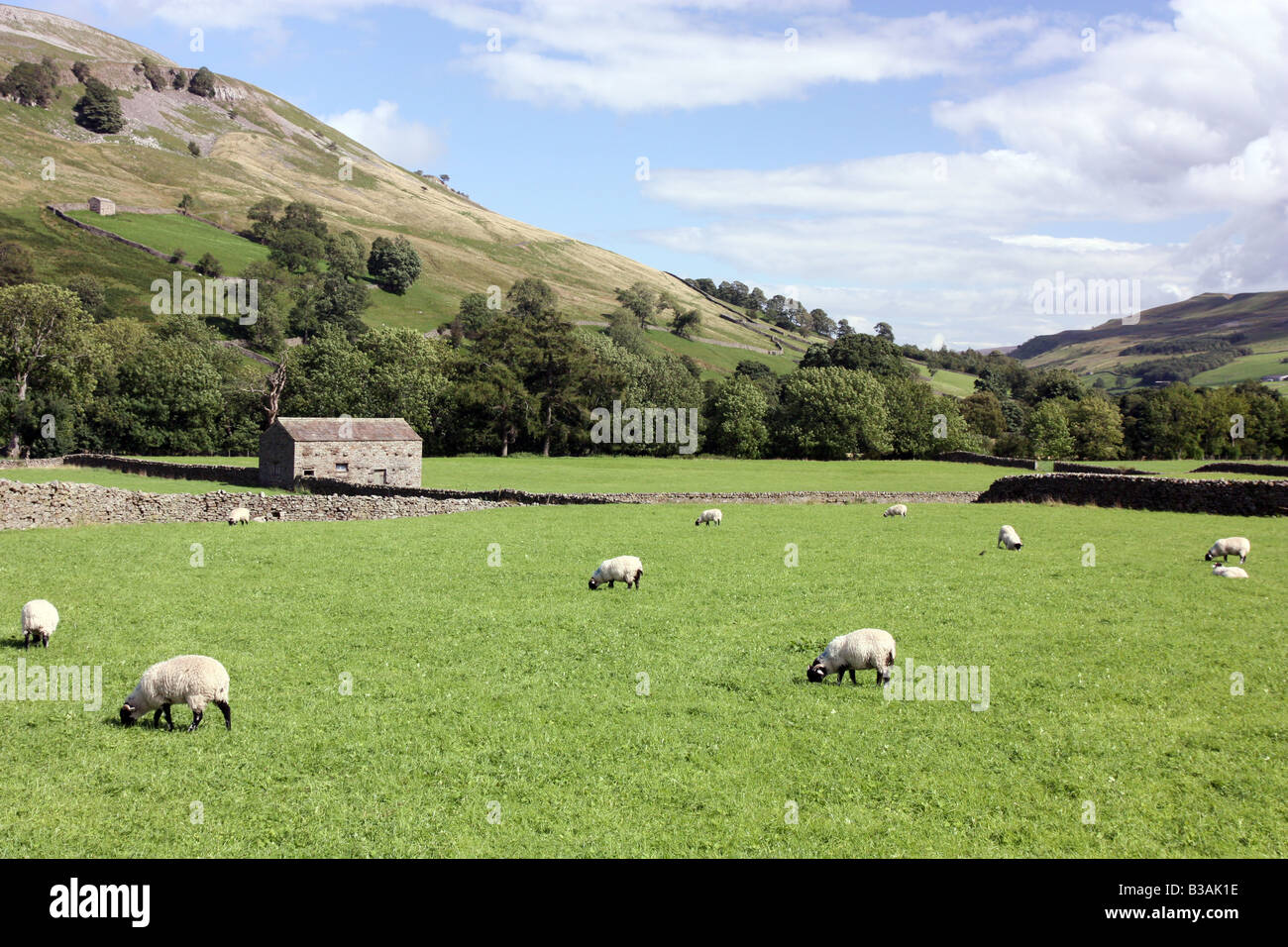 Hay meadow with old barn, near Muker. Stock Photo
