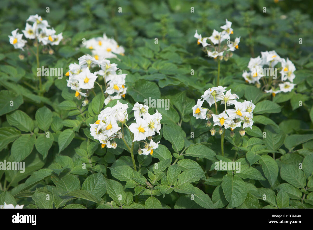 White flowers of potato plant in field Stock Photo Alamy