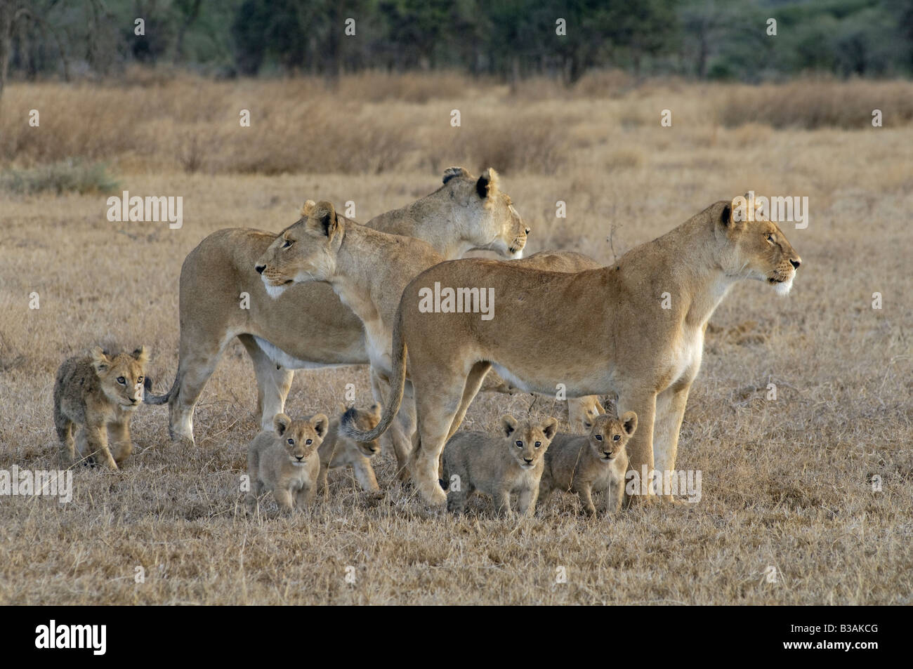 Three lionesses with cubs on the plain, Panthera leo, Ndutu in Ngorongoro, Tanzania Stock Photo