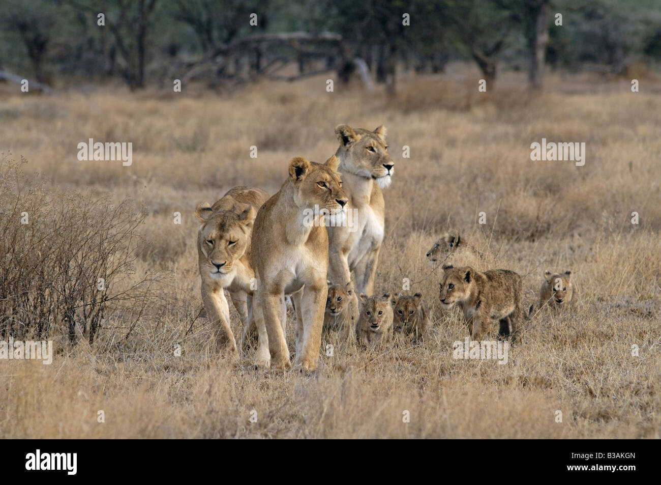 Three lionesses with cubs on the plain, Panthera leo, Ndutu in Ngorongoro, Tanzania Stock Photo