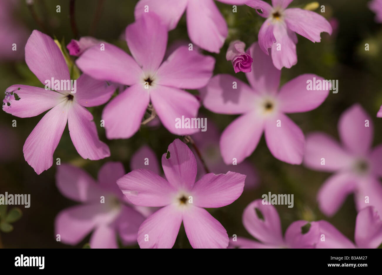 A Prickly Phlox, Leptodactylon californicum, blooms in the mountains of Santa Barbara, California, United States of America. Stock Photo